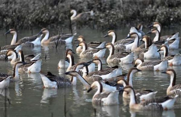 怎样提高养鹅的经济效益