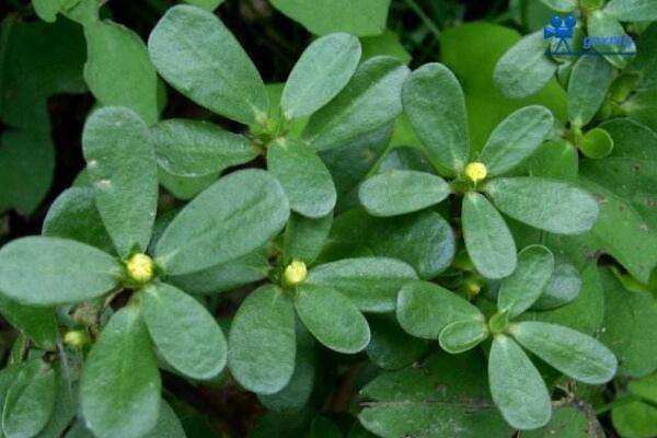 马思涵野菜有什么功效