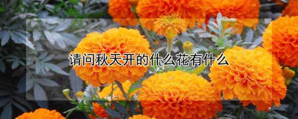 请问秋天开的什么花有什么