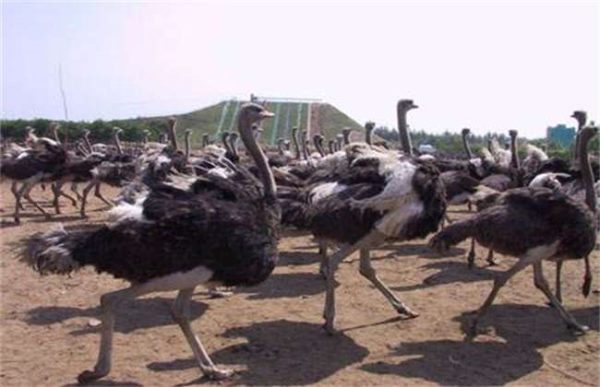 养20只鸵鸟需投多少钱