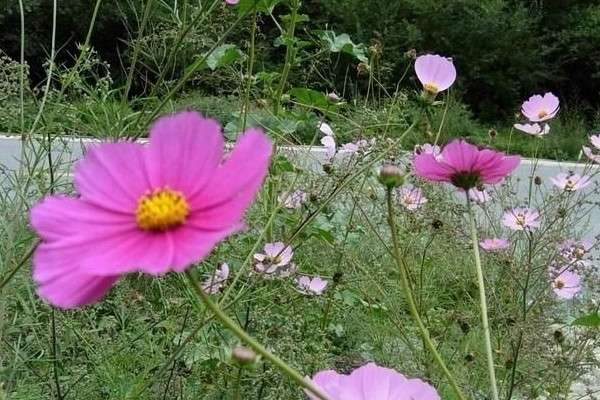 花叶子被冻坏了怎么办