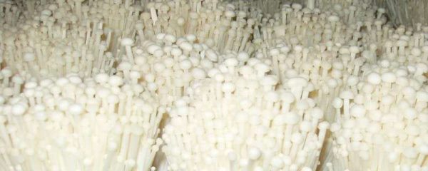 金针菇菌包怎么养出来