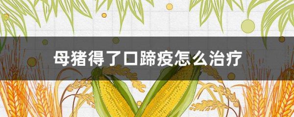 母猪得了口蹄疫怎么治疗