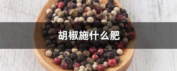胡椒施什么肥