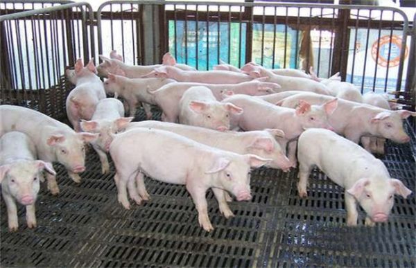 如何提高养猪的经济效益