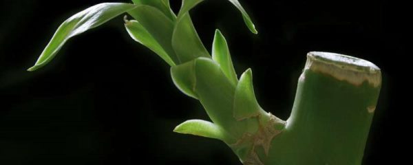 富贵竹可以土养吗？