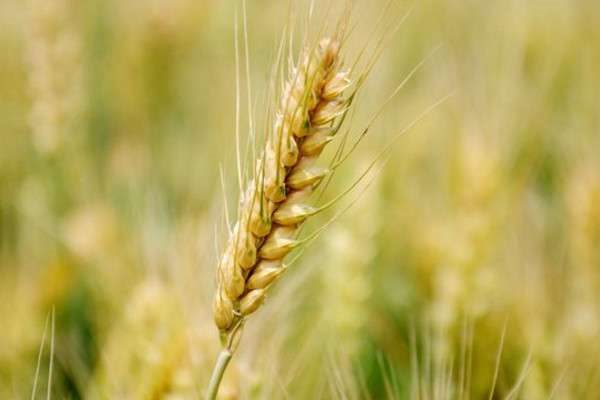 冬小麦和春小麦的区别