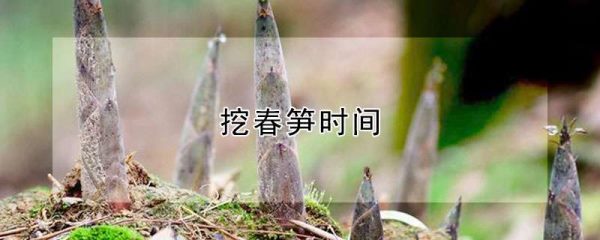 挖春笋时间