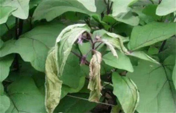 茄子萎蔫死亡怎么办？