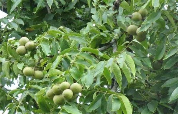 核桃树为什么不结果