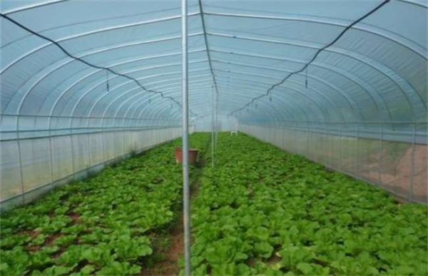 如何提高温室大棚的种植效益