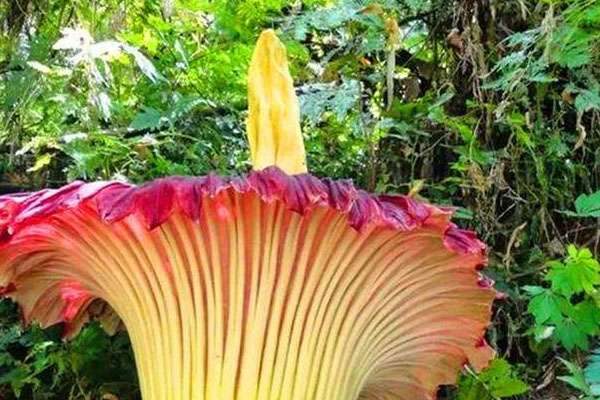 稀奇古怪的植物