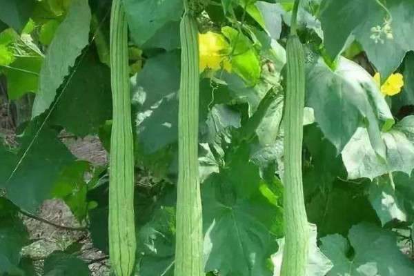 丝瓜苗移栽注意什么