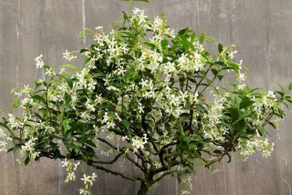 盘龙香可以放室内养吗