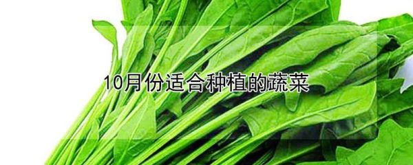 10月份适合种植的蔬菜