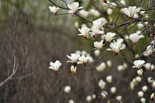 辛夷花是什么花