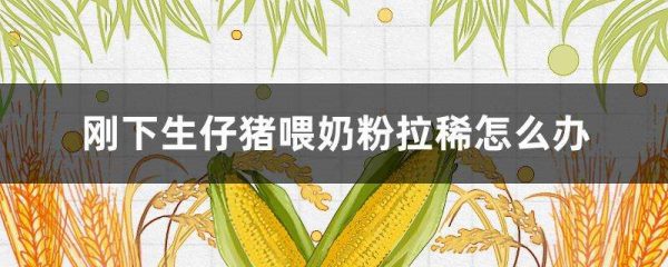 刚下生仔猪喂奶粉拉稀怎么办？