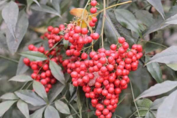 南天竹有毒吗能用手摸吗