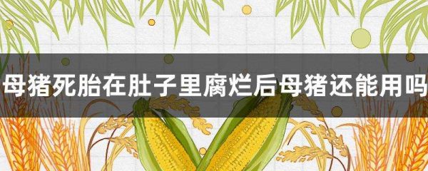 母猪死胎在肚子里腐烂后母猪还能用吗？