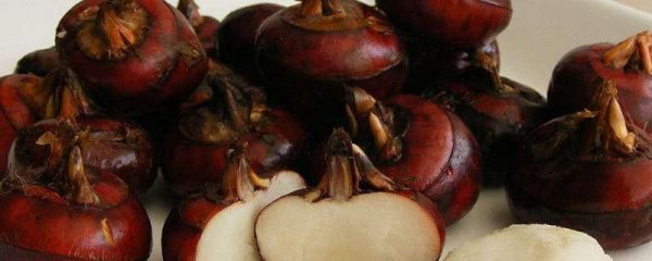 马蹄种植方法和时间