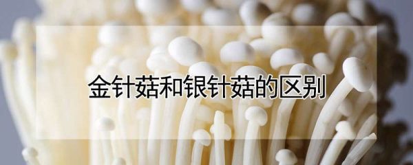 金针菇和银针菇的区别
