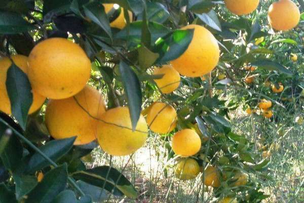 橙子产地