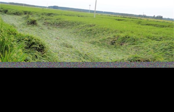 如何预防水稻倒伏