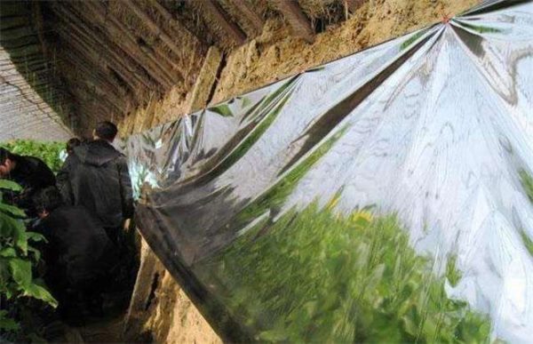 冬季温室大棚低温寡照怎么办？