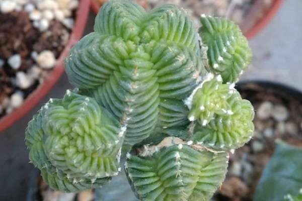 老花笼和五星花笼区别