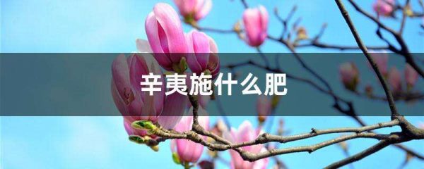 辛夷施什么肥