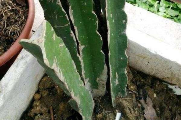 火龙果插扦如何种植