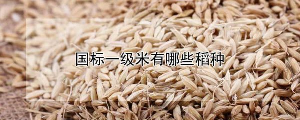 国标一级米有哪些稻种