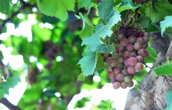 种植10亩葡萄前期投资