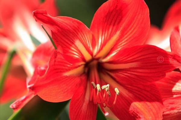 朱顶红为什么不长新叶