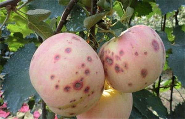 苹果果面上有许多红点怎么办？