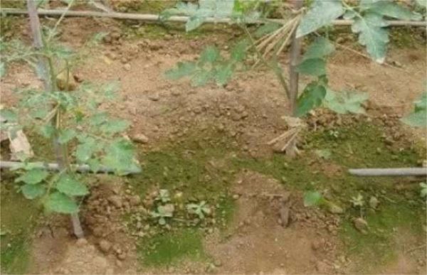 大棚土壤长青苔原因及解决多久？