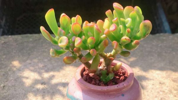 吸财树掉叶子怎么回事