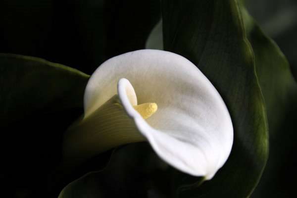 马蹄莲有毒吗？