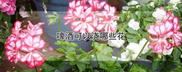 啤酒可以浇哪些花