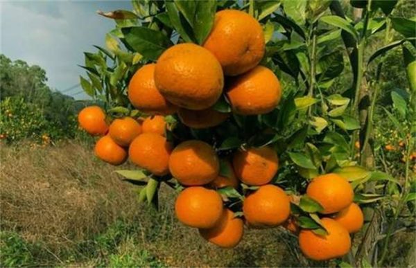 橘子坐不住果是什么原因？