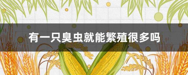 有一只臭虫就能繁殖很多吗？