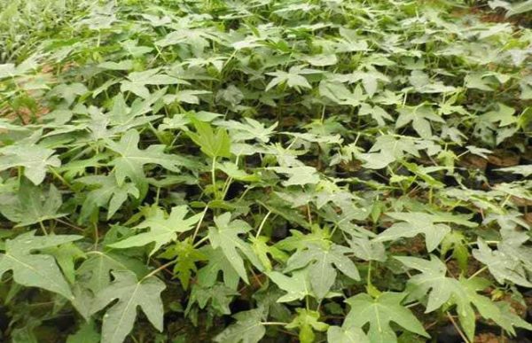 怎样选择木瓜苗