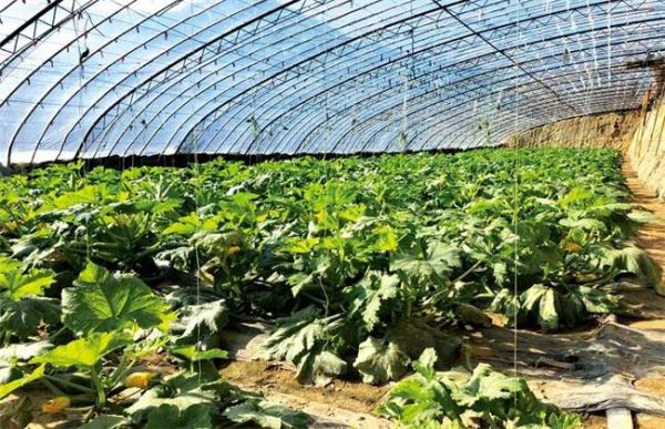 冬季大棚温度低的原因？