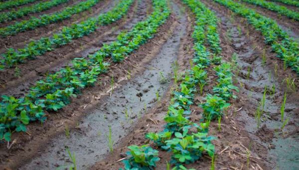 农田抛荒的性质