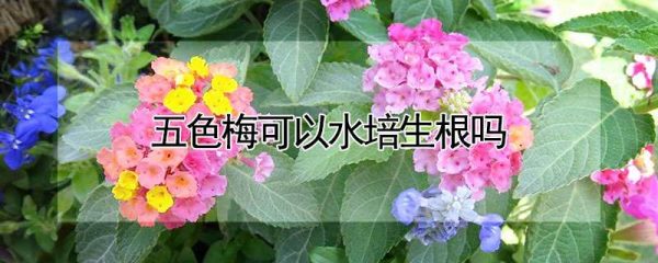 五色梅可以水培生根吗