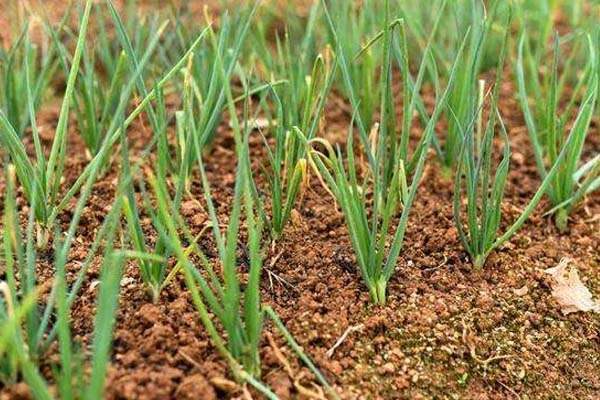 小葱籽怎么种植技术