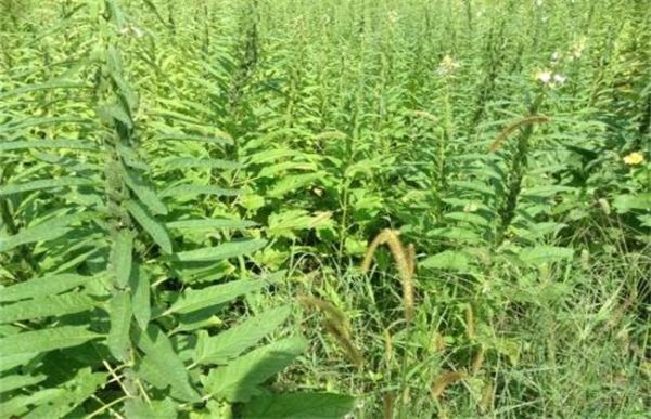 芝麻为什么不能连作重茬