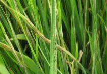 氯虫苯甲酰胺杀什么虫