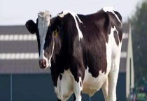 奶牛产奶要怀孕吗？