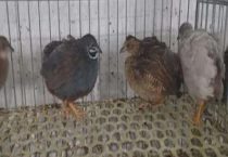 养芦丁鸡需要注意什么？